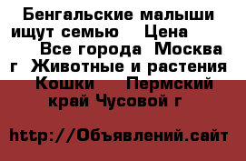 Бенгальские малыши ищут семью) › Цена ­ 5 500 - Все города, Москва г. Животные и растения » Кошки   . Пермский край,Чусовой г.